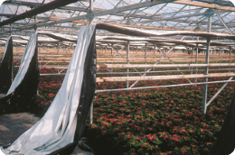 Films inside greenhouse