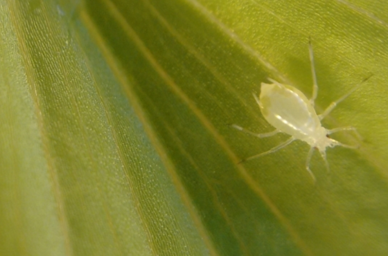 Foxglove aphid | How to control? 