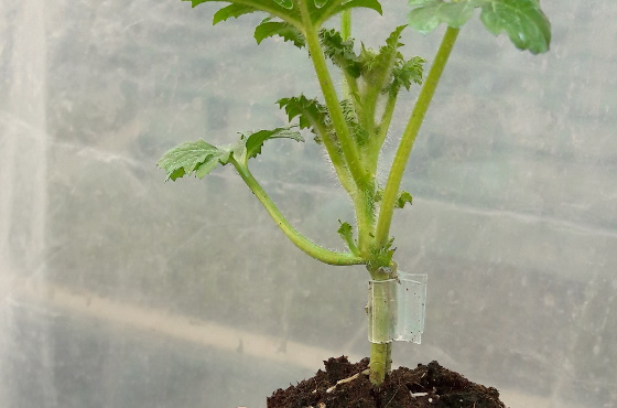 grafting clip on plant