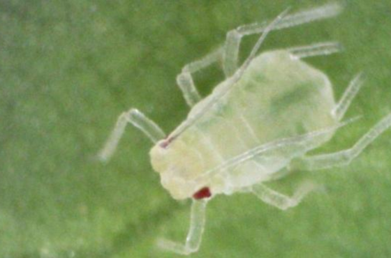 Green peach aphid | How to control and prevent?