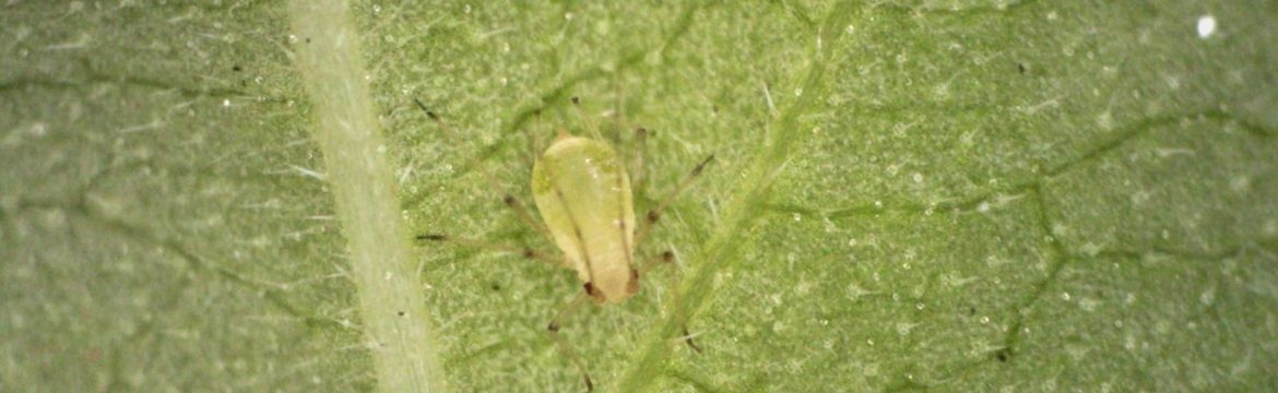 Aphids greenhouse