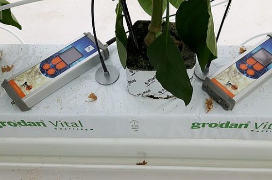 How can the level of oxygen in a plant's roots be measured?