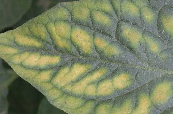 magnesium deficiency leaf