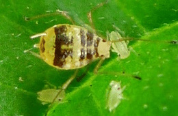 Mottled arum aphid