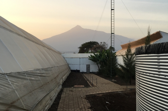 Rijk Zwaan tanzania greenhouse 