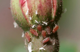 Rose aphid