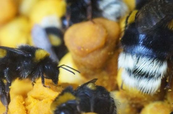 Tips for the usage of bumblebees
