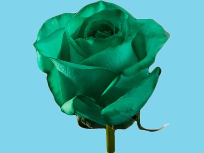 Abs.Flower Dye Green/25kg
