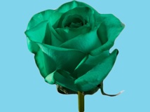 Abs.Flower Dye Green/25kg
