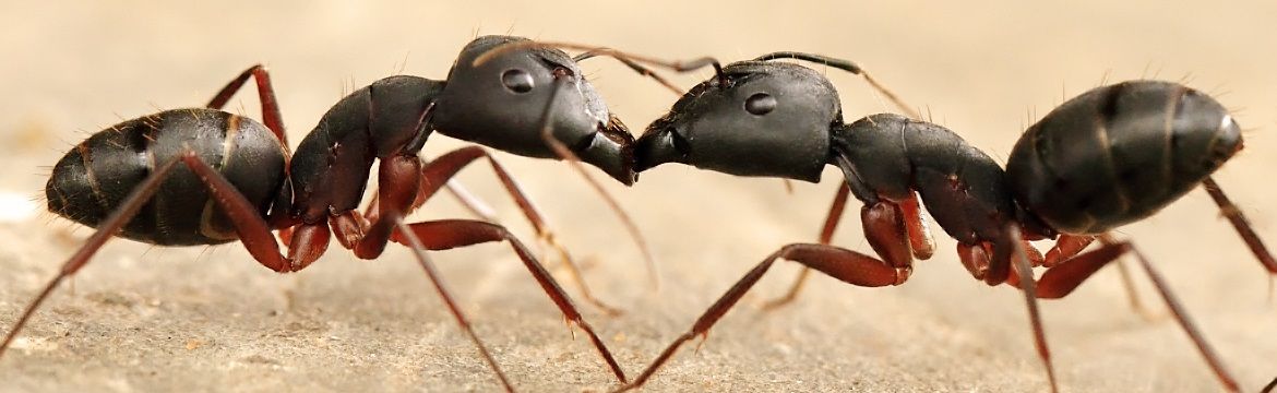 2 ants