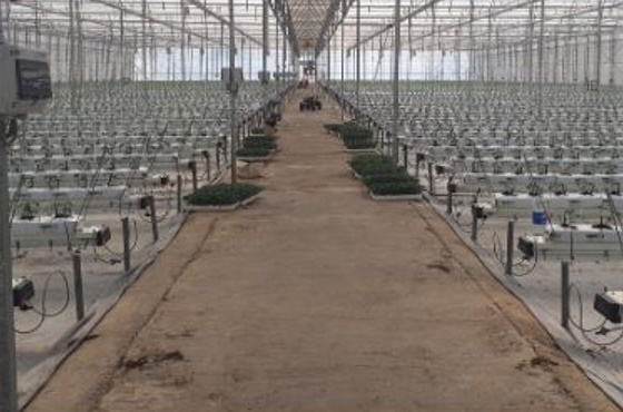 Greenhouse Abu Sido