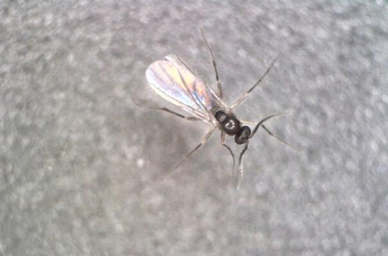 Adult skiarid fly