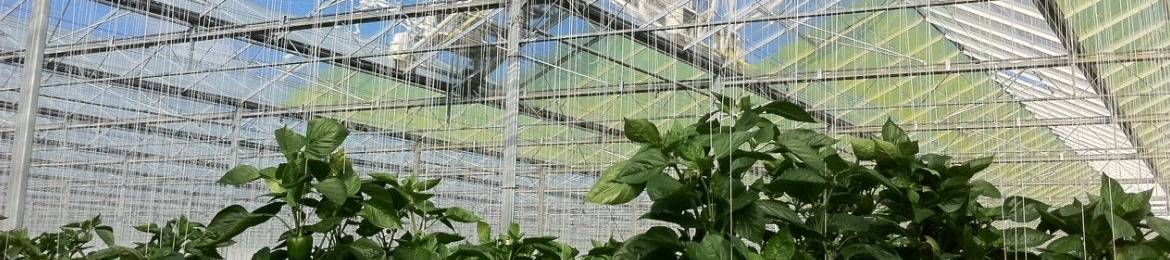 Advantages glass cleaners greenhouse