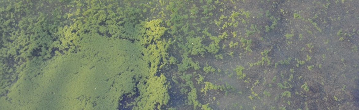 Algae in water