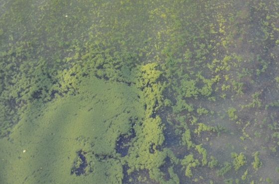 Algae control with Menno ter Forte
