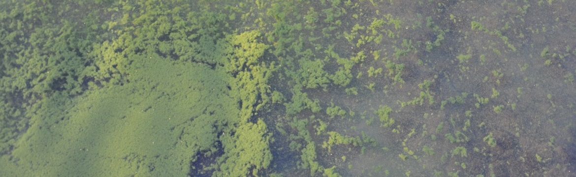 Algae prevention and control