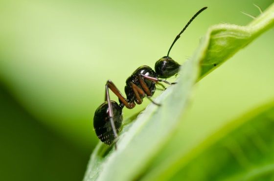 How to control ants in greenhouses? 