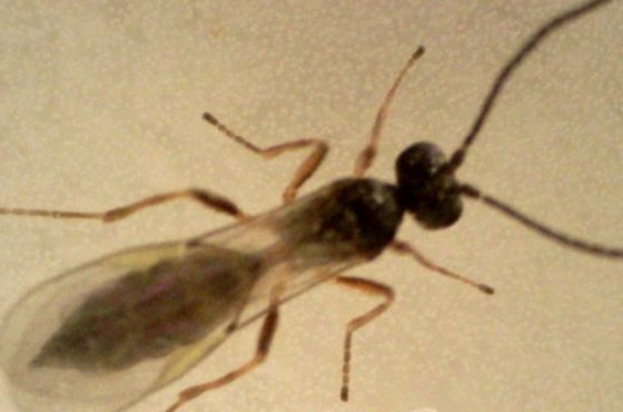 Parasitic wasp as a natural enemy