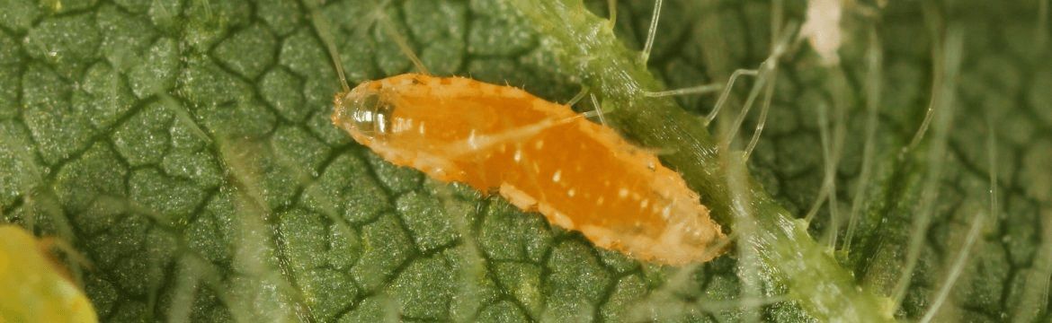Aphidoletes aphidimyza 