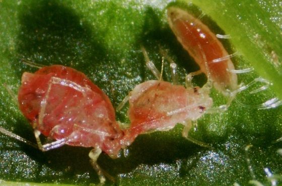 Aphidoletes aphidimyza | Natural enemy against aphids