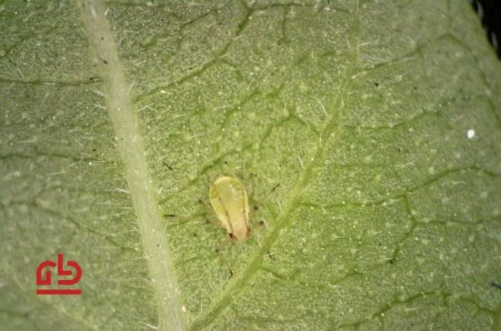 Aphid control in Greenhouses