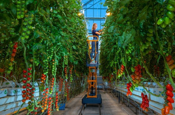 Picture of internal transport machine in greenhouse