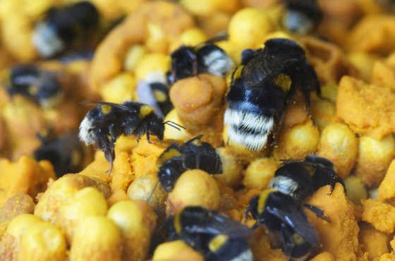 Bumblebee pollination of blueberries 
