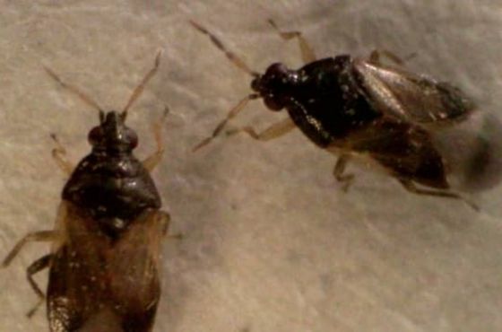 Orius predatory bug as a natural enemy