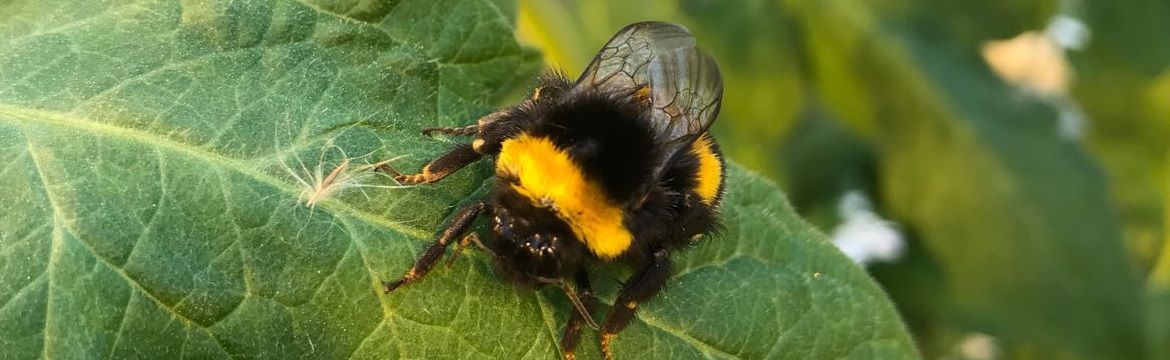 Bumblebee pollination