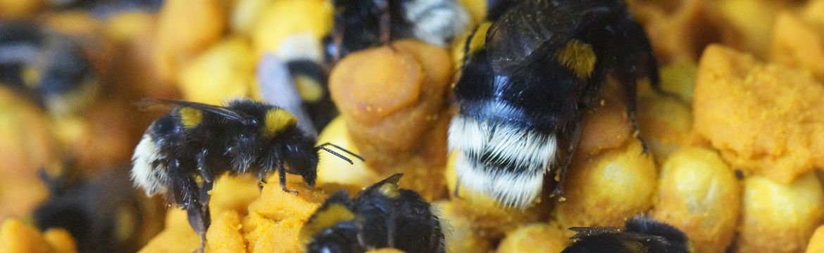 Bumblebees and bees, what's the difference?