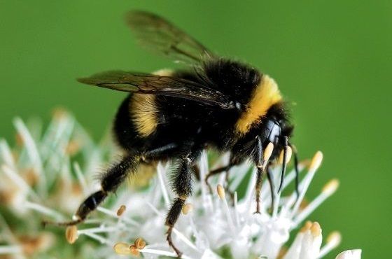 What is the difference between bumblebees and bees?