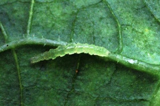 Caterpillars, butterflies & moths | How to control? 