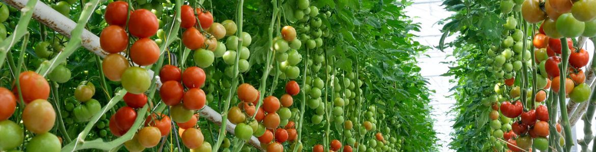 Common tomato diseases