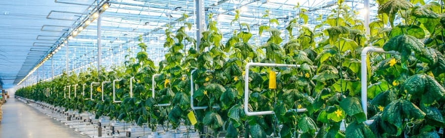 Cucumber plants in a greenhouse