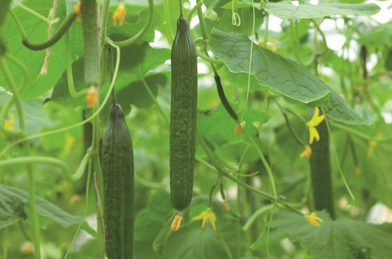 Hygiene protocol for cucumber crops