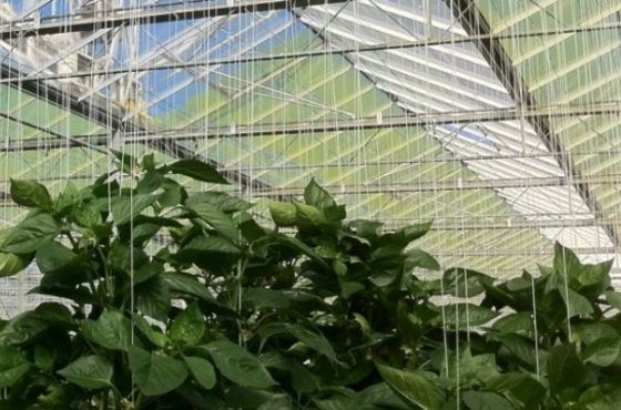 Tips for optimal use of greenhouse sunlight