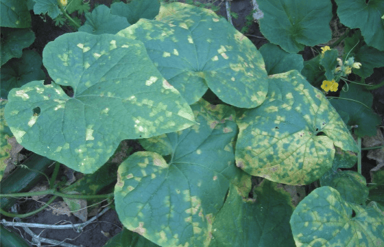 How to control Downy Mildew in greenhouses? 
