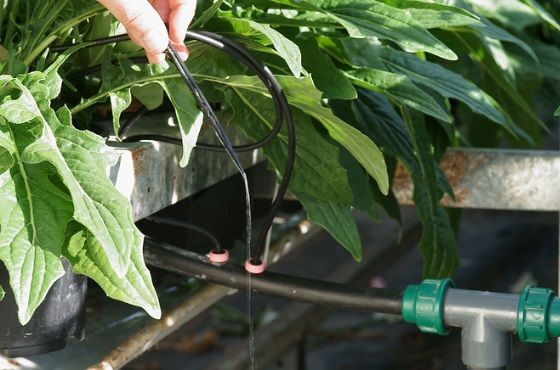 Cleaning the drip system during cultivation with hydrogen peroxide