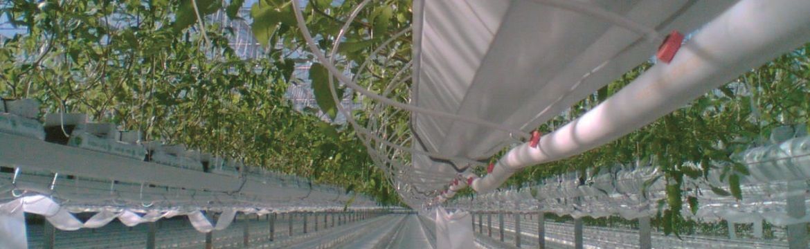 Dripper row in greenhouse