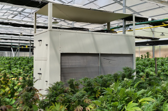 Dehumidification in Cannabis greenhouse with DryGair