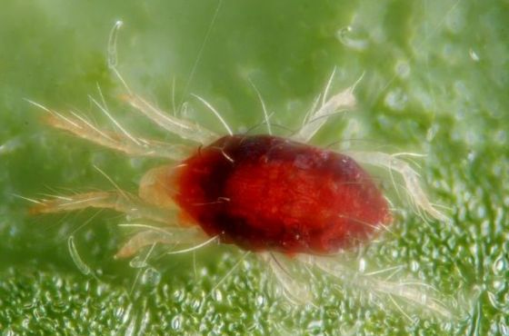 How can you fight the false spider mite?