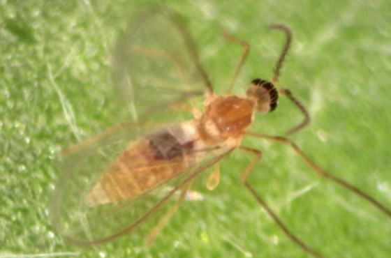 Feltiella Acarisuga | Spider mite control