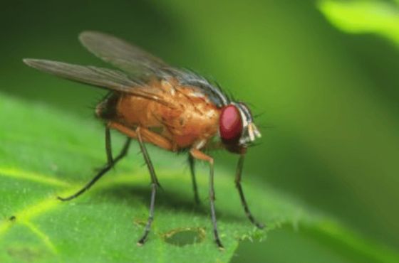 Suzuki fruitfly infestation | How to treat? 