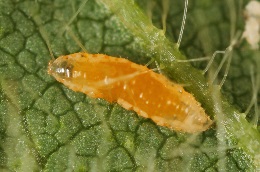 Gall midge | Natural enemy against spider mites and aphids