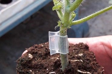 grafting clip on plant