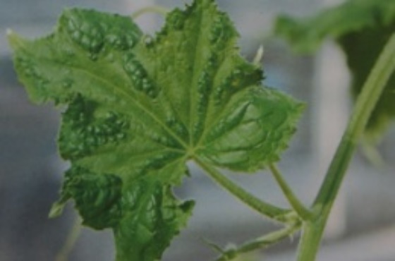 How can you fight the cucumber green mosaic virus?