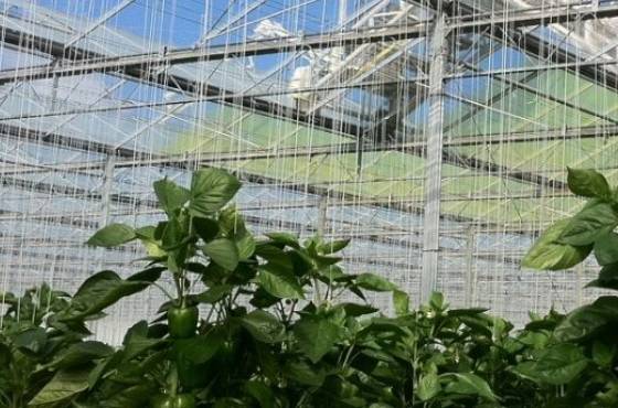 5 functions of greenhouse shading screens in horticulture