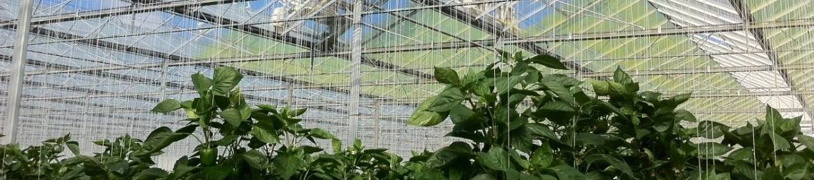 Greenhouse shading screens