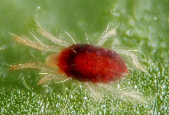 Greenhouse spider mite