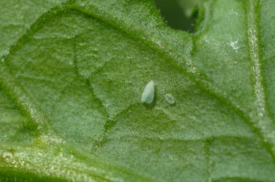 Greenhouse Whitefly Control
